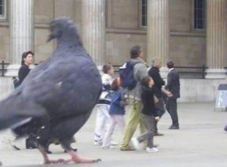 large-pigeon